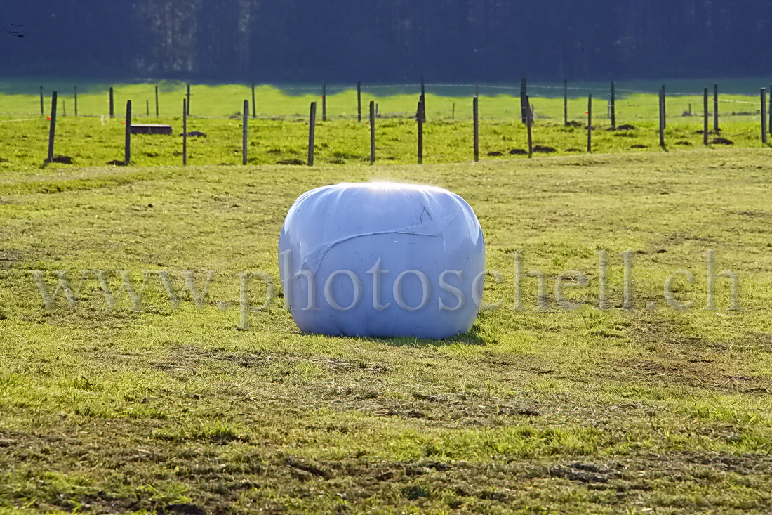 Balle d'herbe au soleil