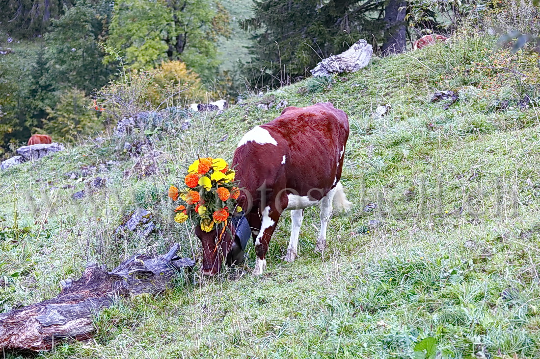 Vaches avec leurs chapeaux