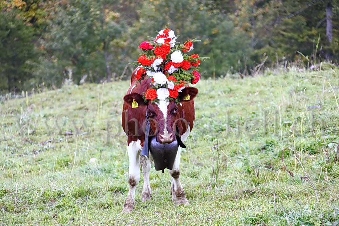 Vaches avec leurs chapeaux