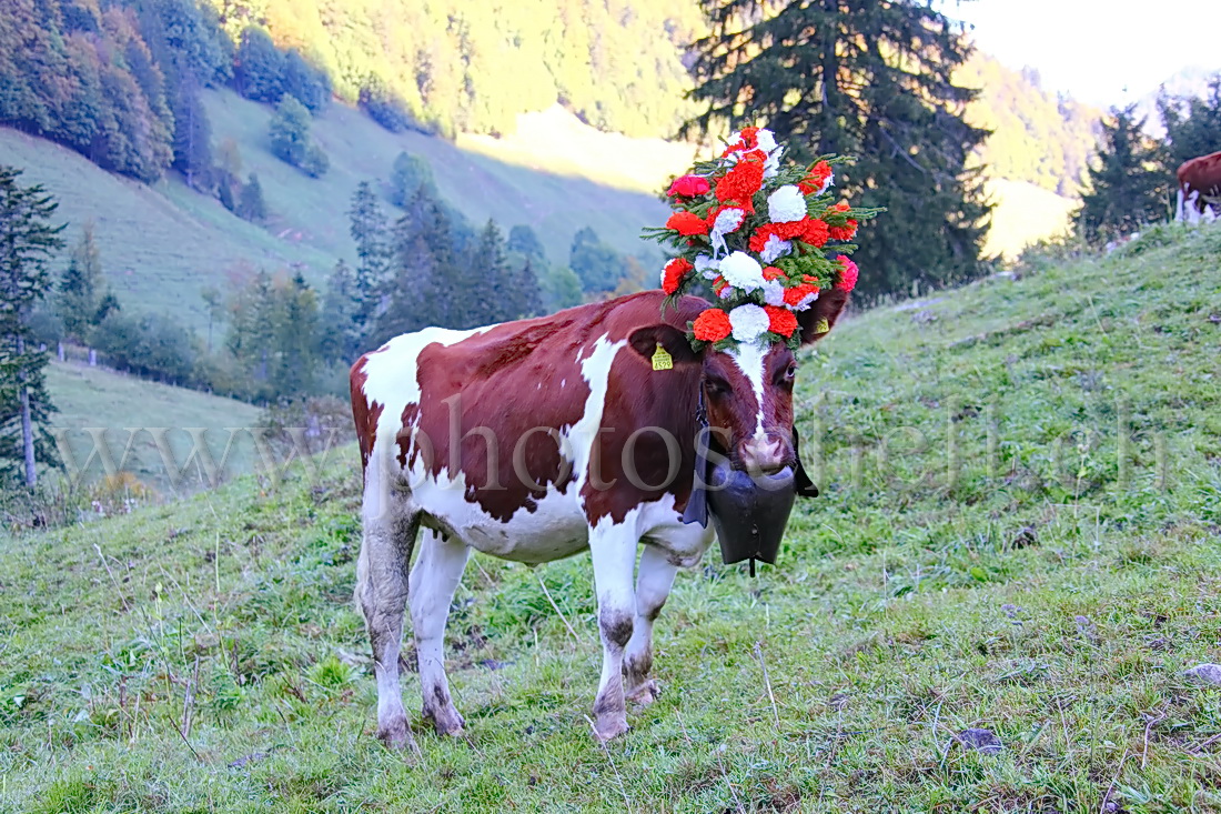 Vaches avec leurs chapeaux