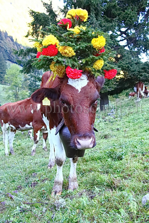 Vaches avec leurs chapeaux