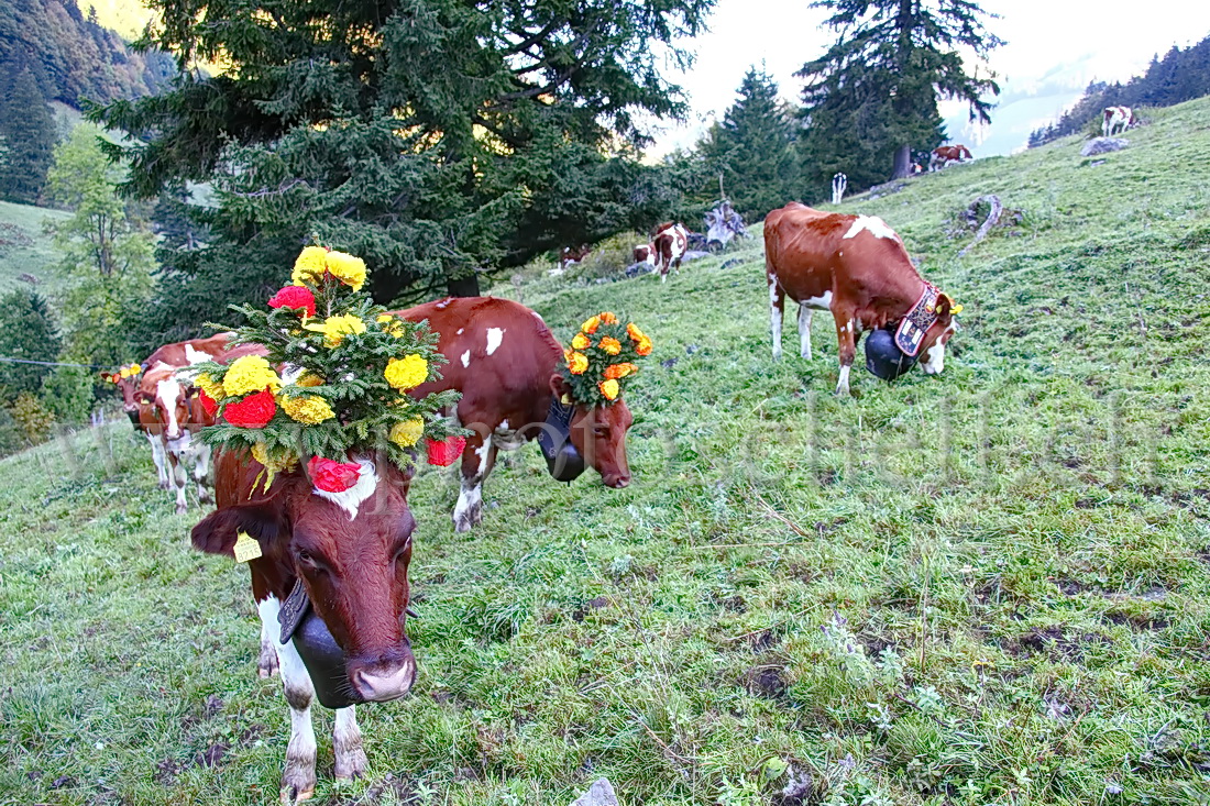 Vaches avec leurs chapeaux