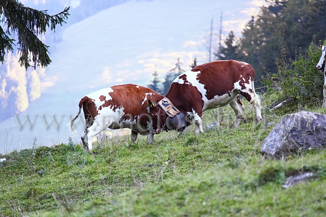 Combat de reines en Gruyère