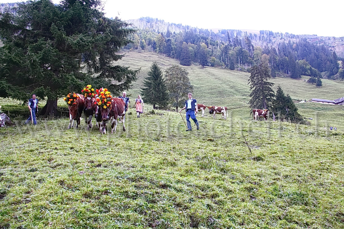 Regroupement des vaches par les armaillis