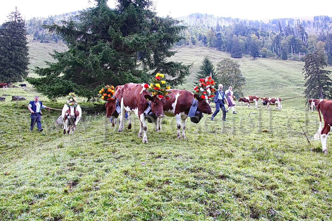 Regroupement des vaches par les armaillis