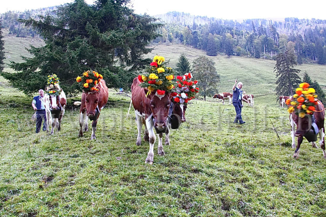 Regroupement des vaches par les armaillis