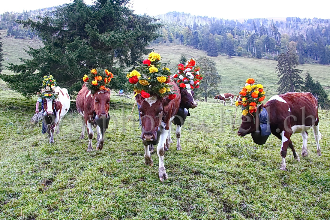 Regroupement des vaches par les armaillis