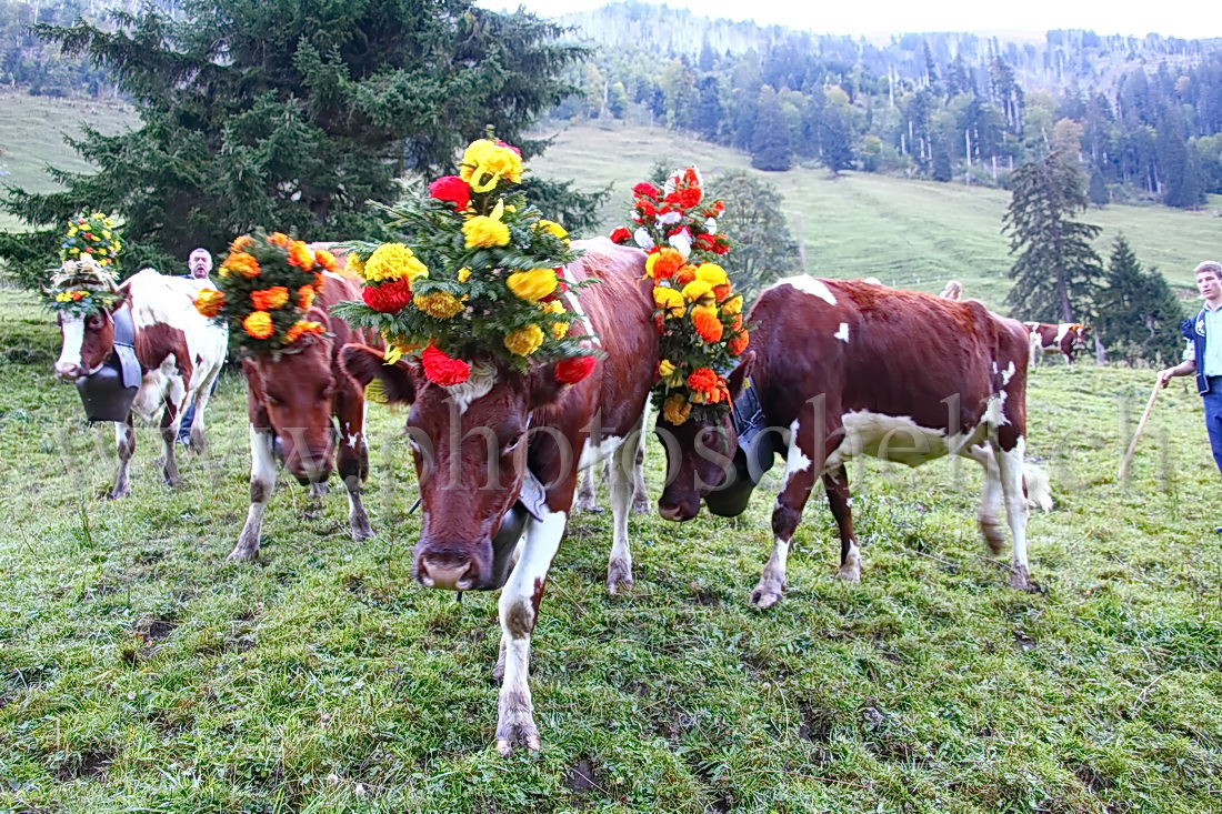 Regroupement des vaches par les armaillis