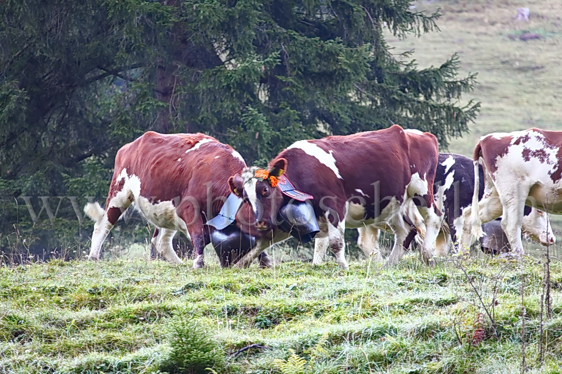 Regroupement des vaches par les armaillis