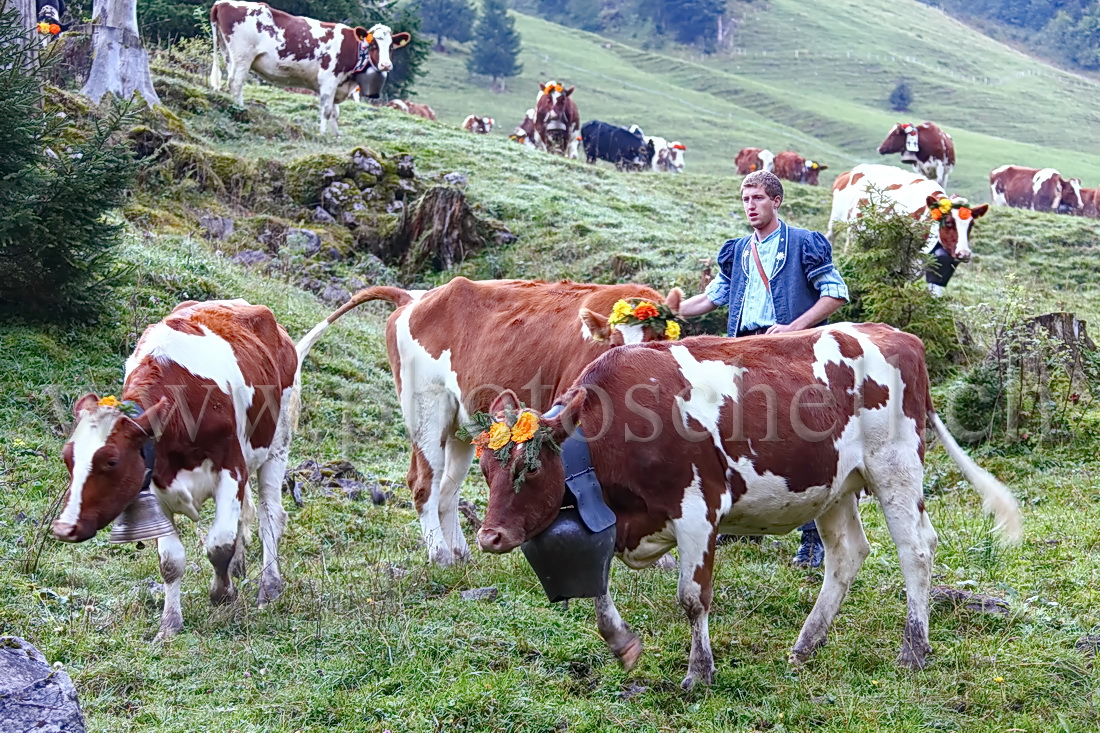 Regroupement des vaches par les armaillis