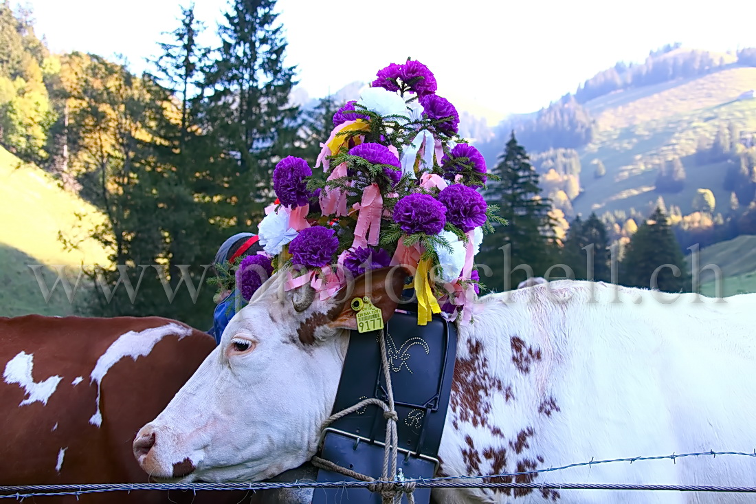 Vaches coiffées