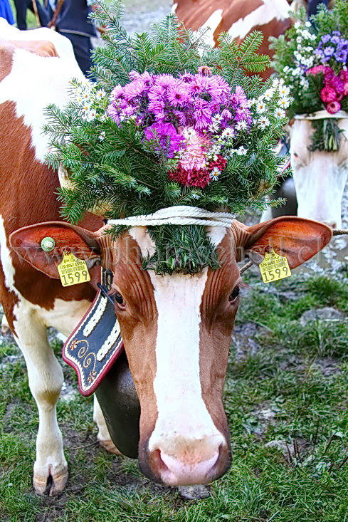 Vaches coiffées