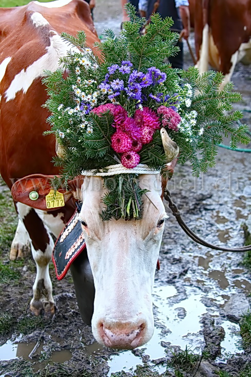 Vaches coiffées