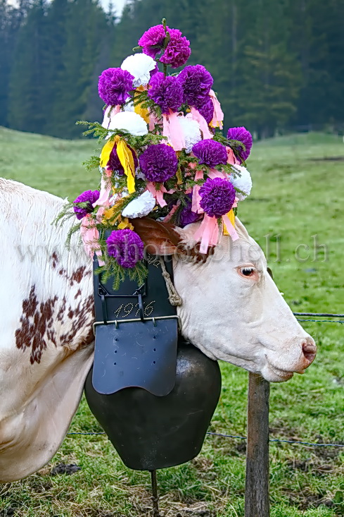 Vaches coiffées