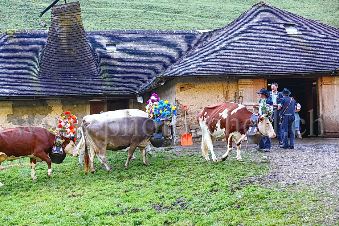 Vaches devant l'étable avant la descente