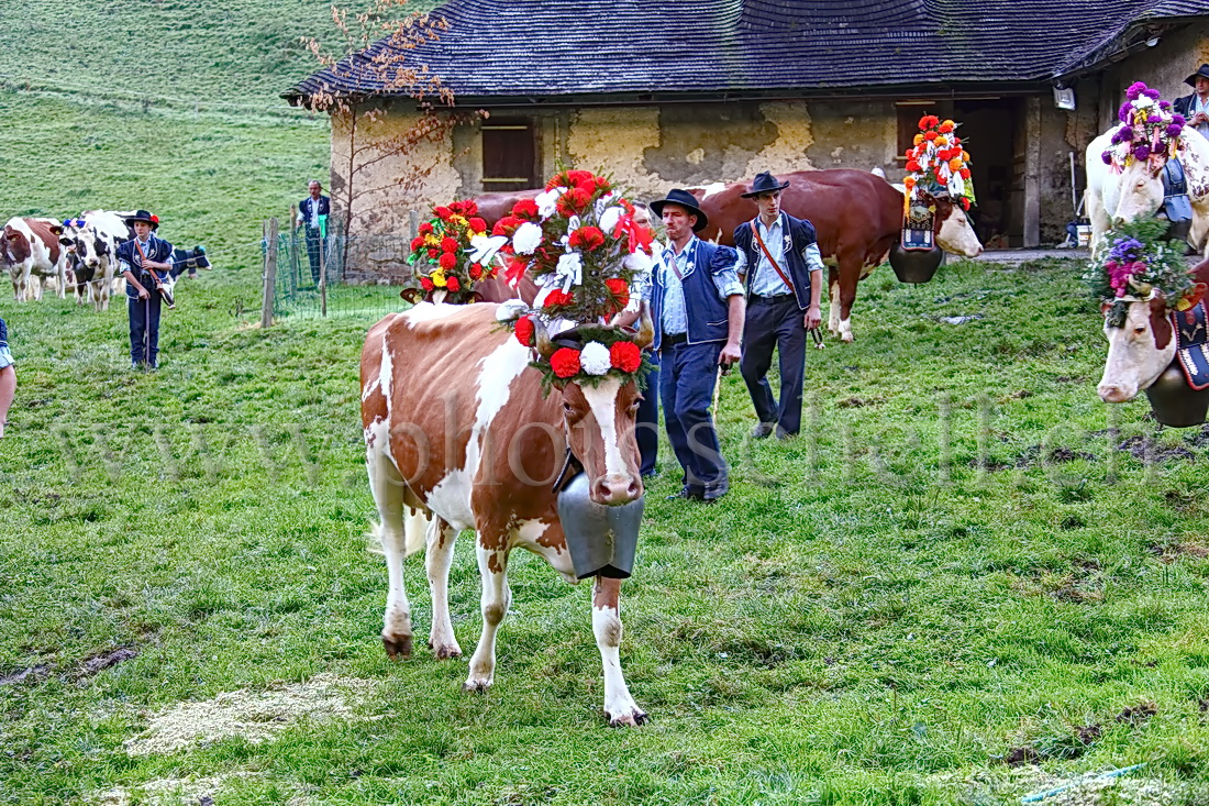 Vaches devant l\'étable avant la descente