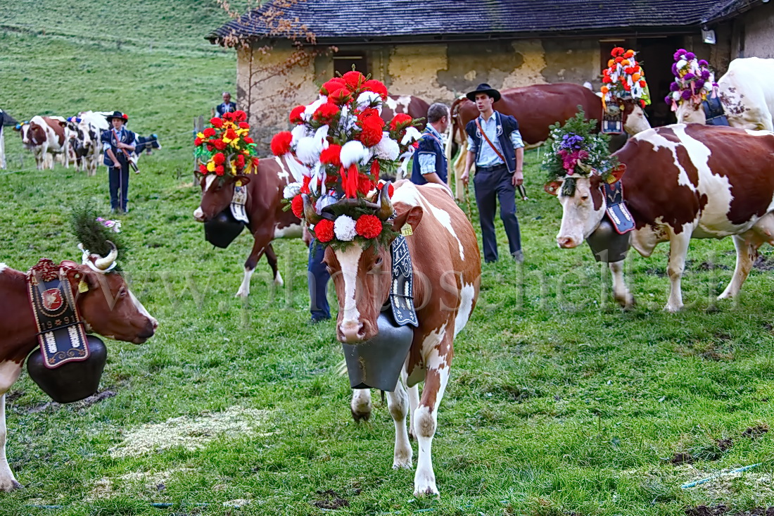 Vaches devant l\'étable avant la descente