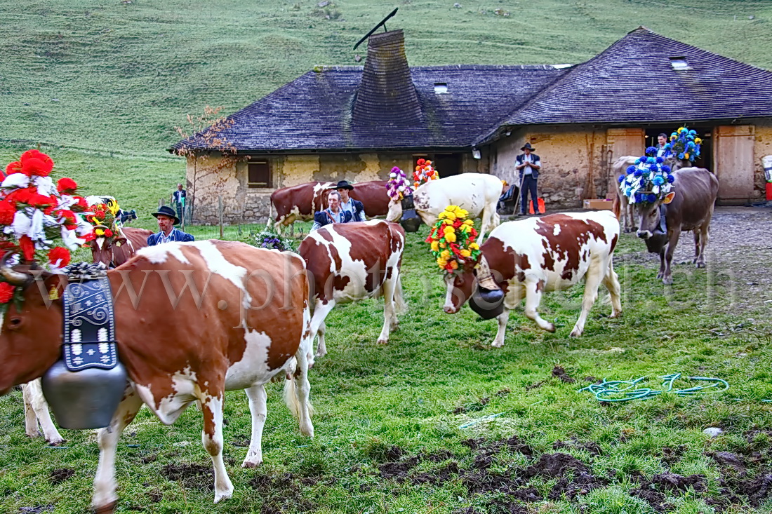 Vaches devant l\'étable avant la descente