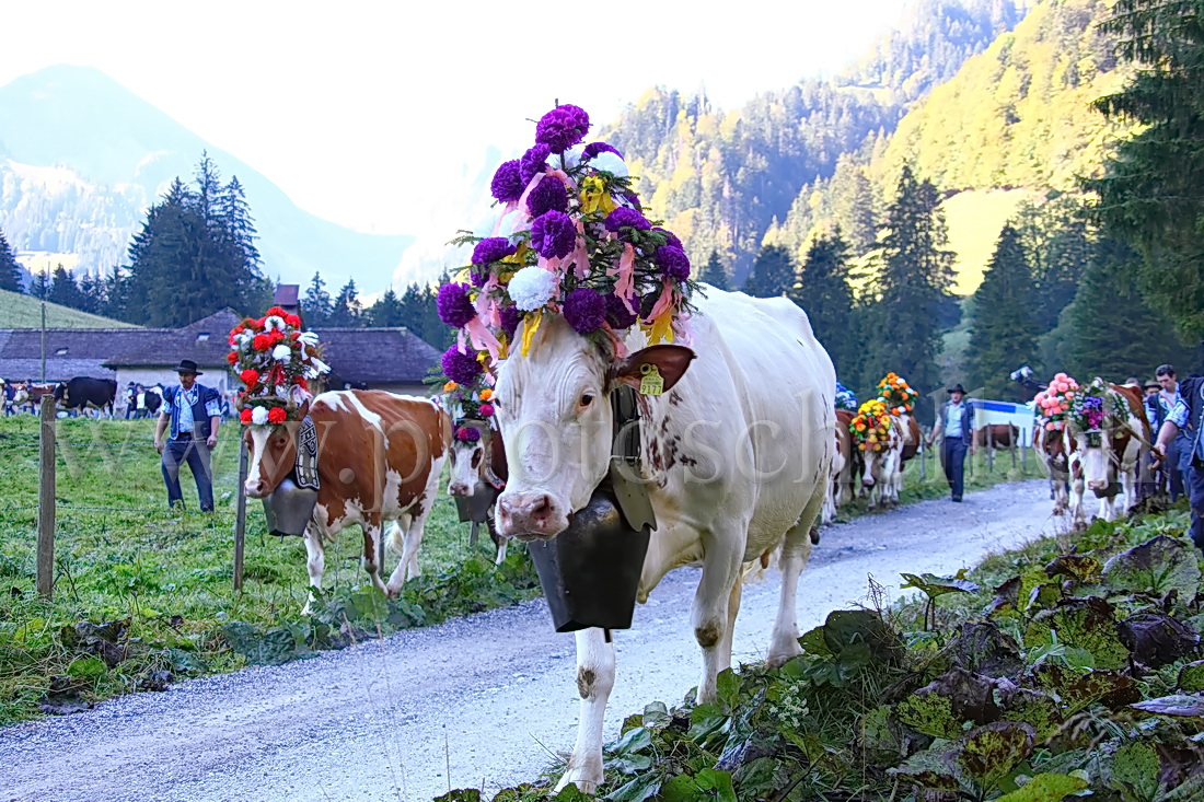 Vaches devant l'étable avant la descente