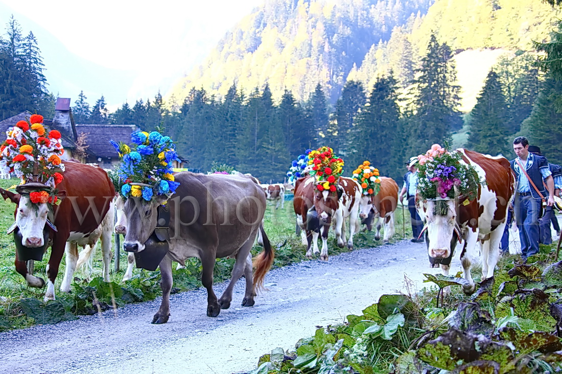 Vaches devant l'étable avant la descente