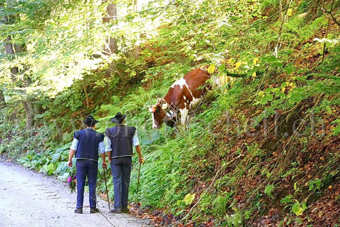 Vache alpestre