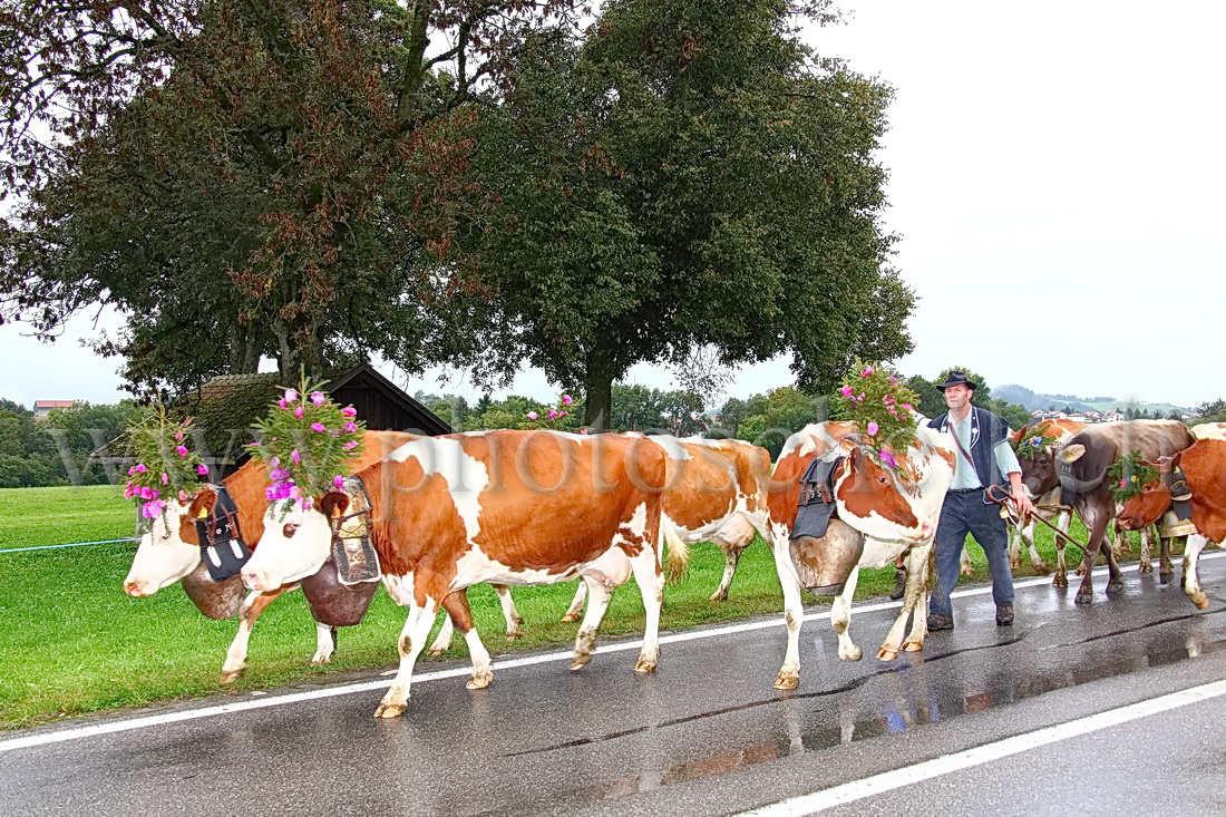 Désalpe sous la pluie