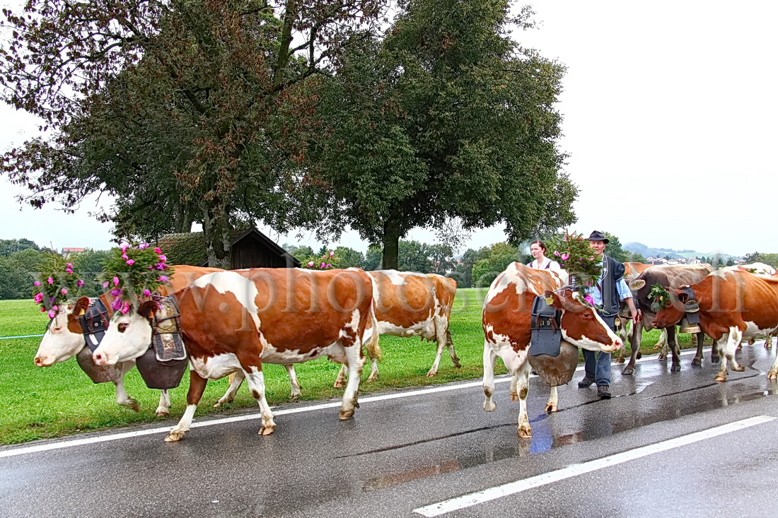 Désalpe sous la pluie