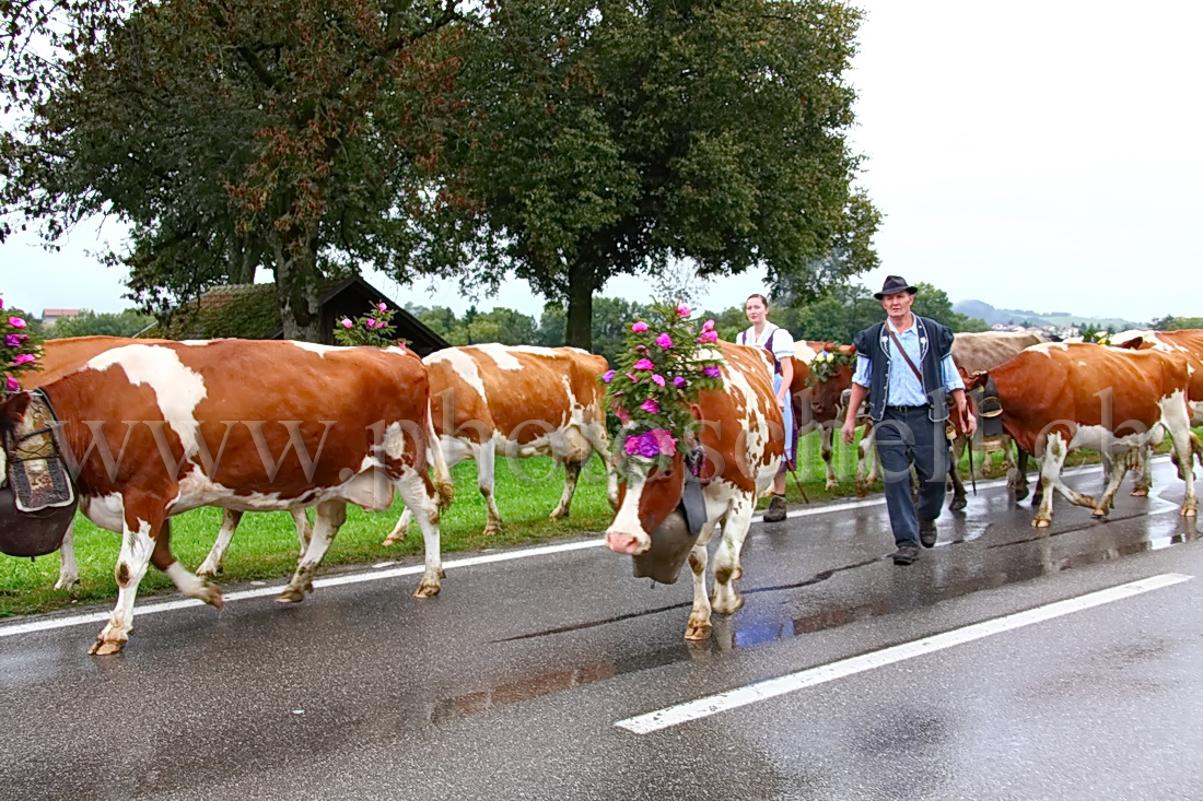 Désalpe sous la pluie