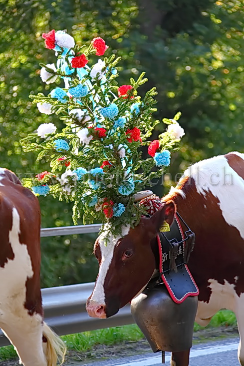 Vache couronnée