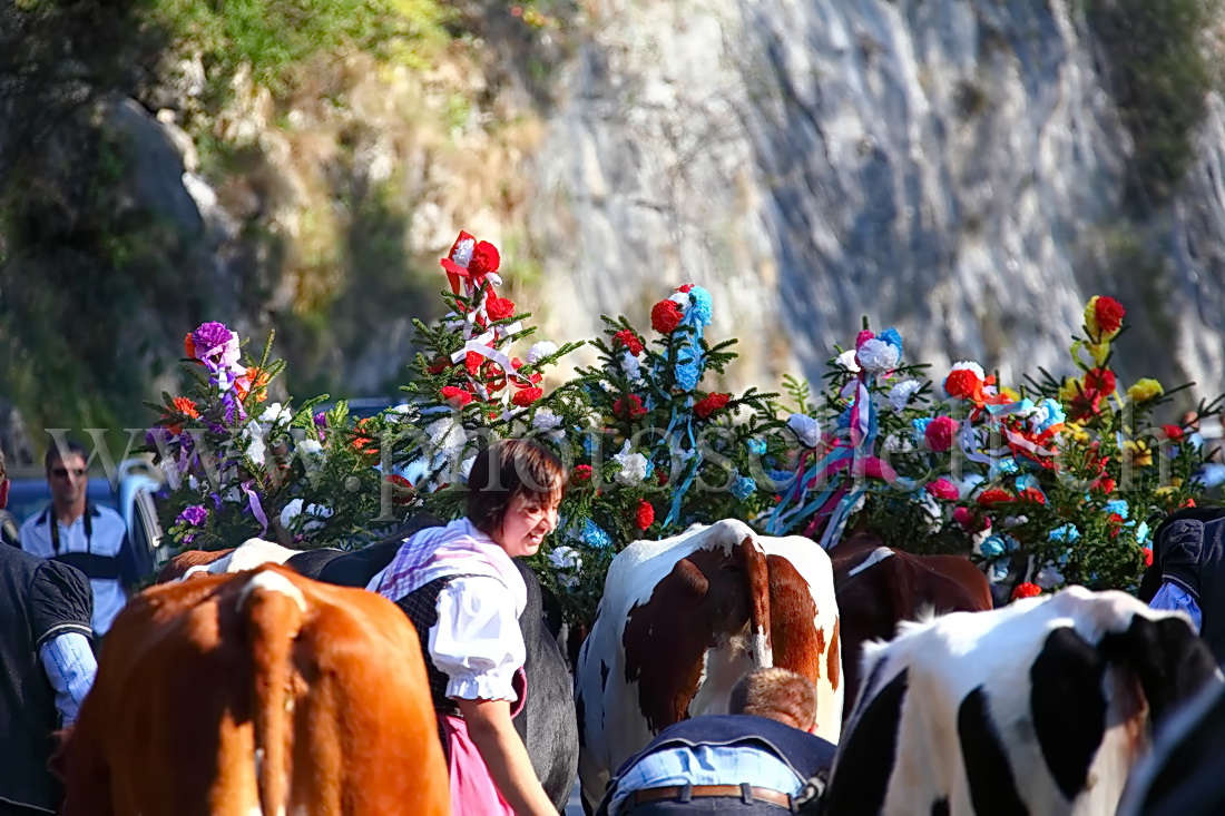 Vaches couronnées