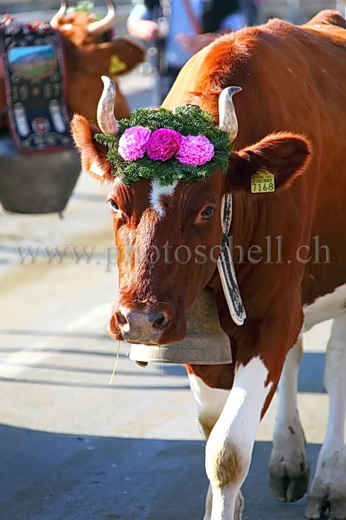 Vache