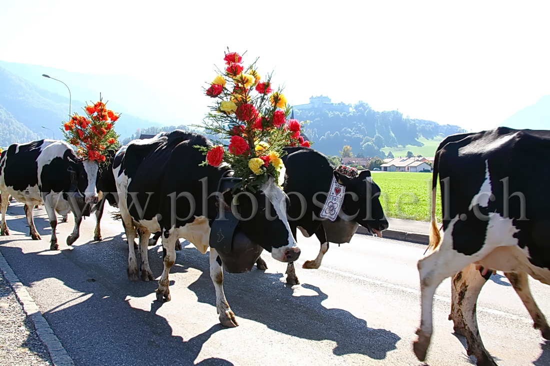 Désalpe devant Gruyères