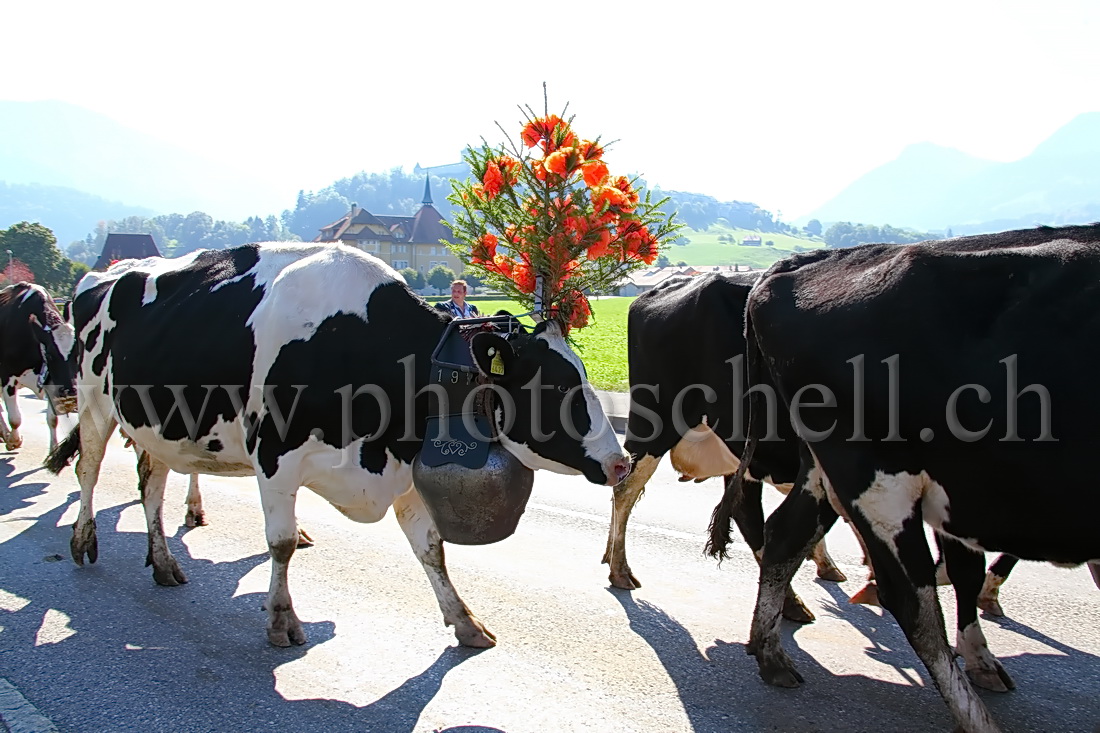 Désalpe devant Gruyères