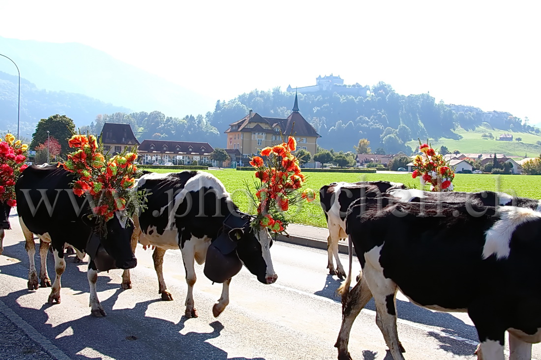 Désalpe devant Gruyères