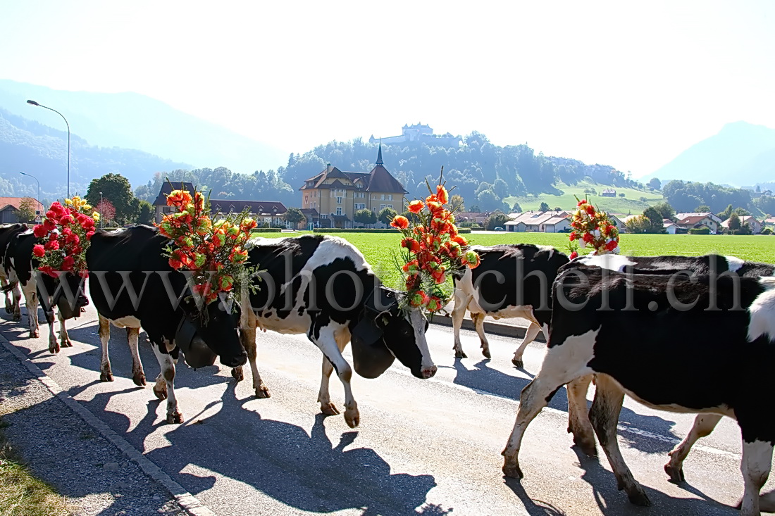 Désalpe devant Gruyères