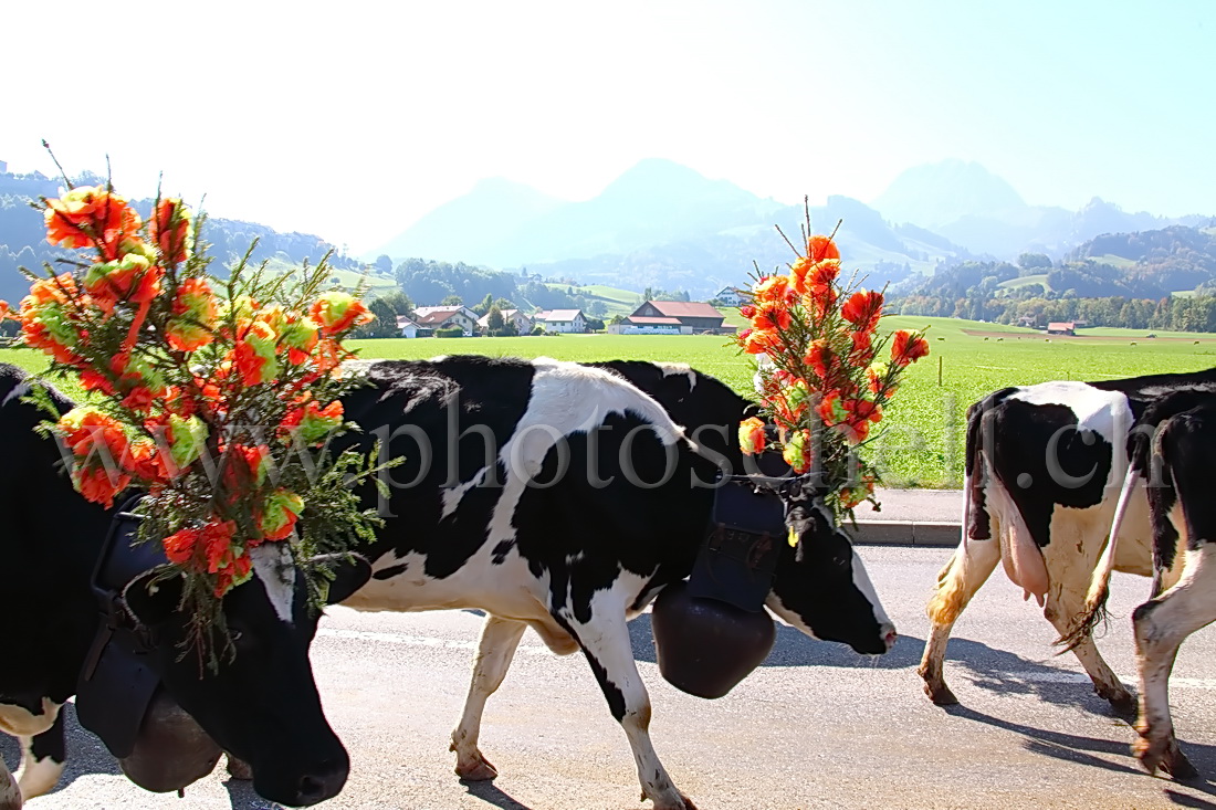 Désalpe devant Gruyères