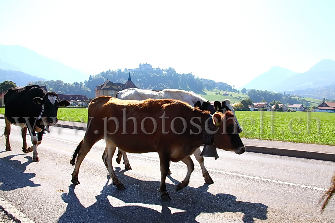 Désalpe devant Gruyères