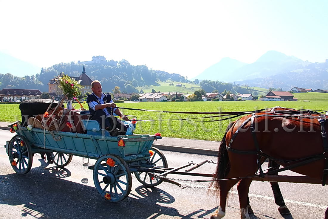 Désalpe devant Gruyères