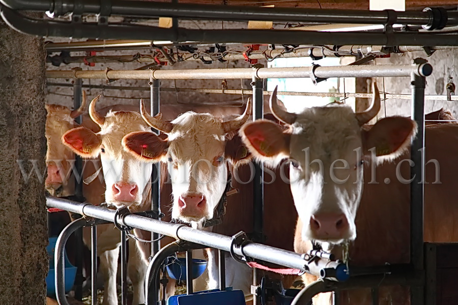 Vaches à l'étable