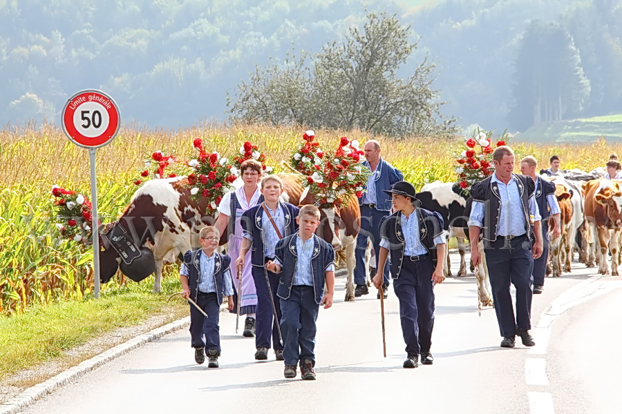 Vaches de la désalpe en Gruyère