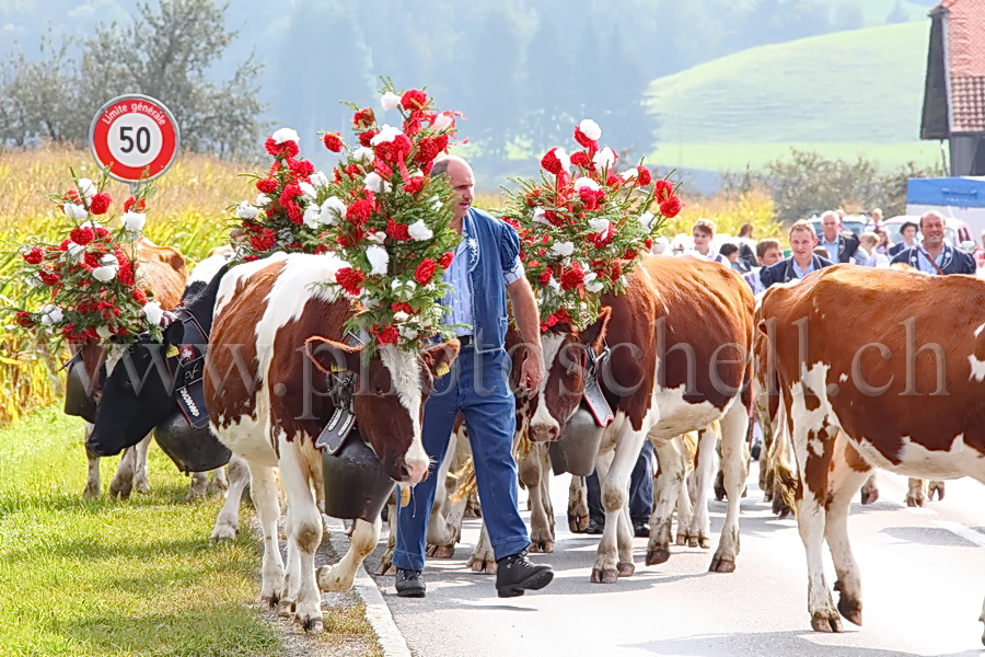 Vaches de la désalpe en Gruyère