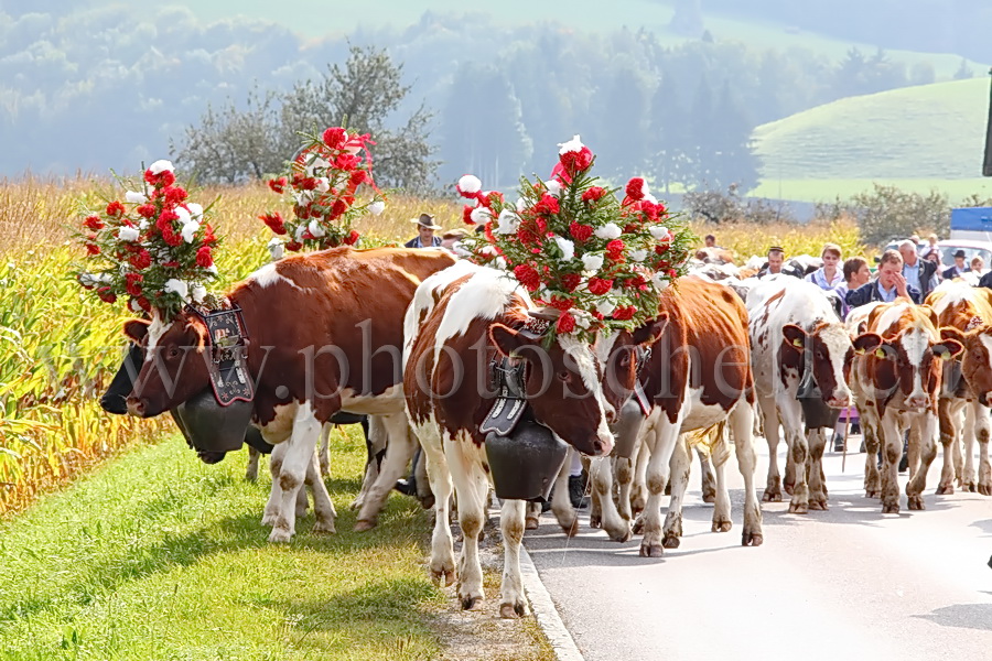 Vaches de la désalpe en Gruyère