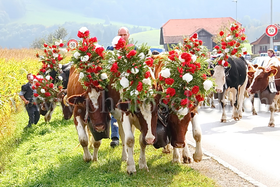 Vaches de la désalpe en Gruyère