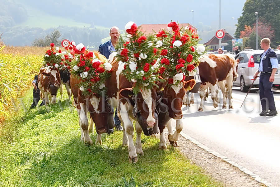 Désalpe sous le château de Gruyères