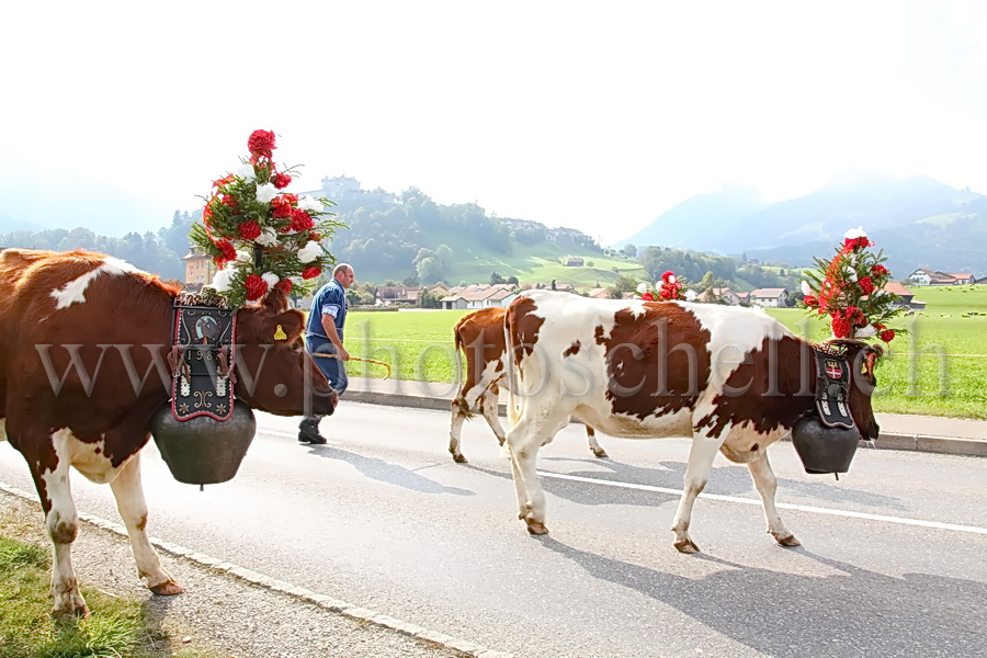 Désalpe sous le château de Gruyères