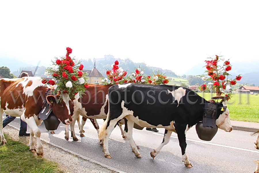 Désalpe sous le château de Gruyères