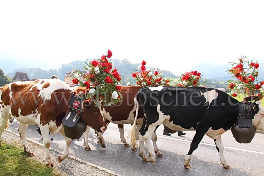 Désalpe sous le château de Gruyères