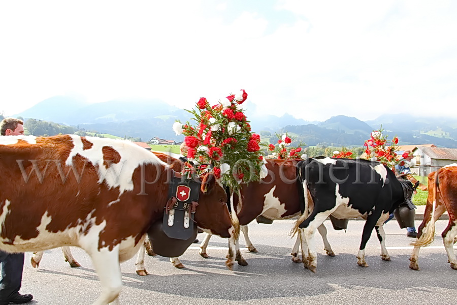 Vachement bien décorées ces vaches