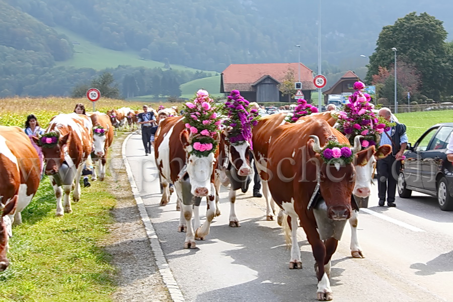 Passage de vaches décorées