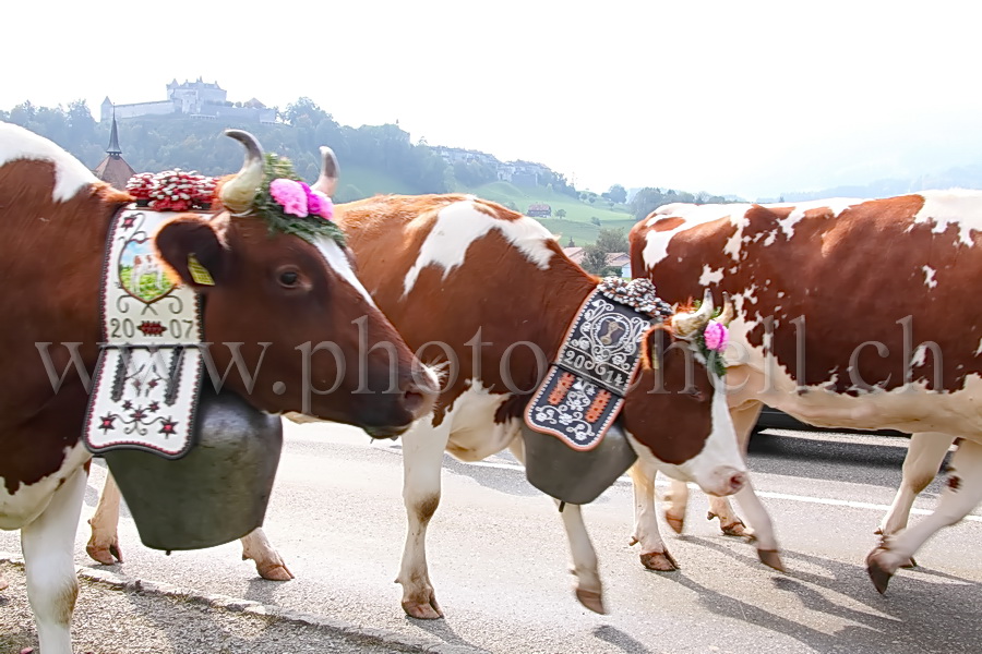 Désalpe sous le château de Gruyères